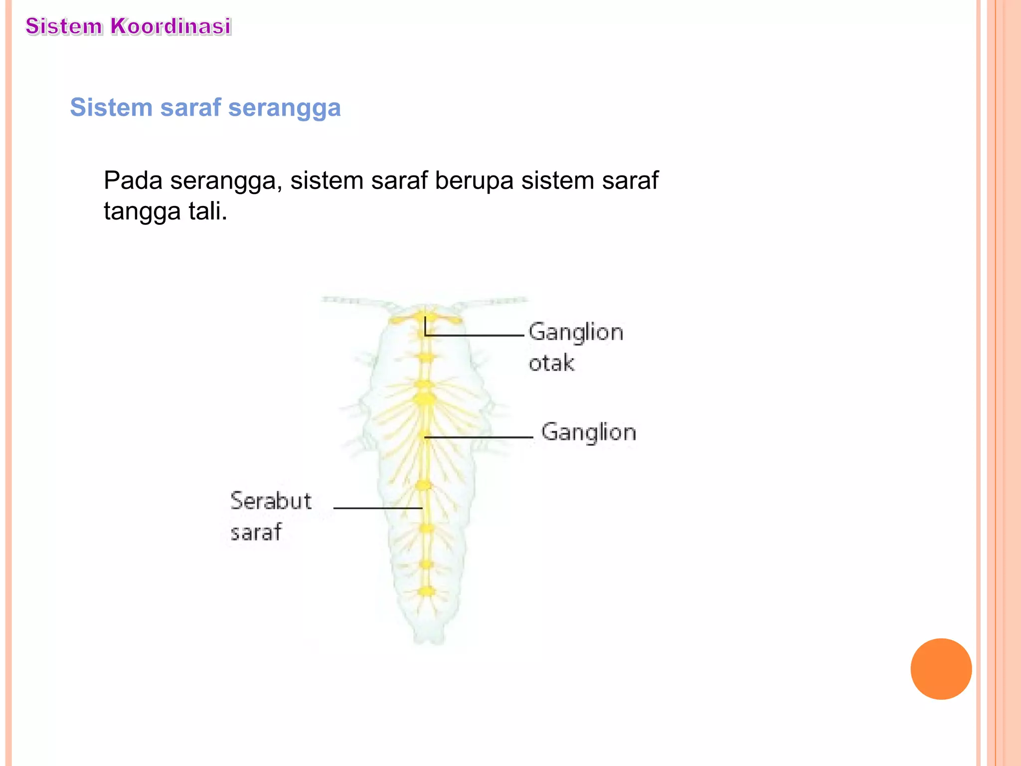 Pada serangga, sistem saraf berupa sistem saraf
tangga tali.
Sistem saraf serangga
 