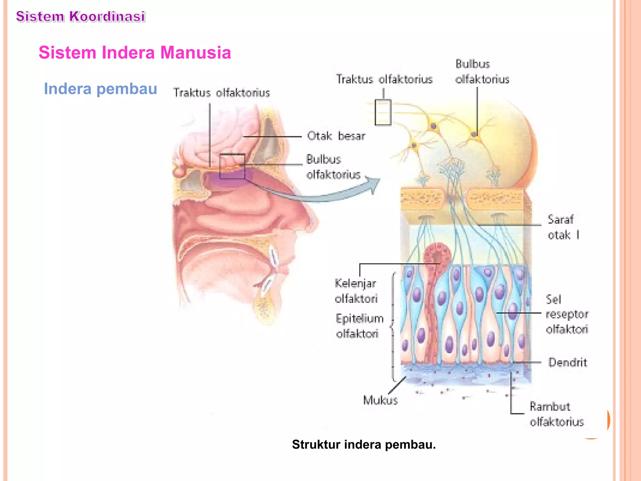 Sistem Indera Manusia
Indera pembau
Struktur indera pembau.
 