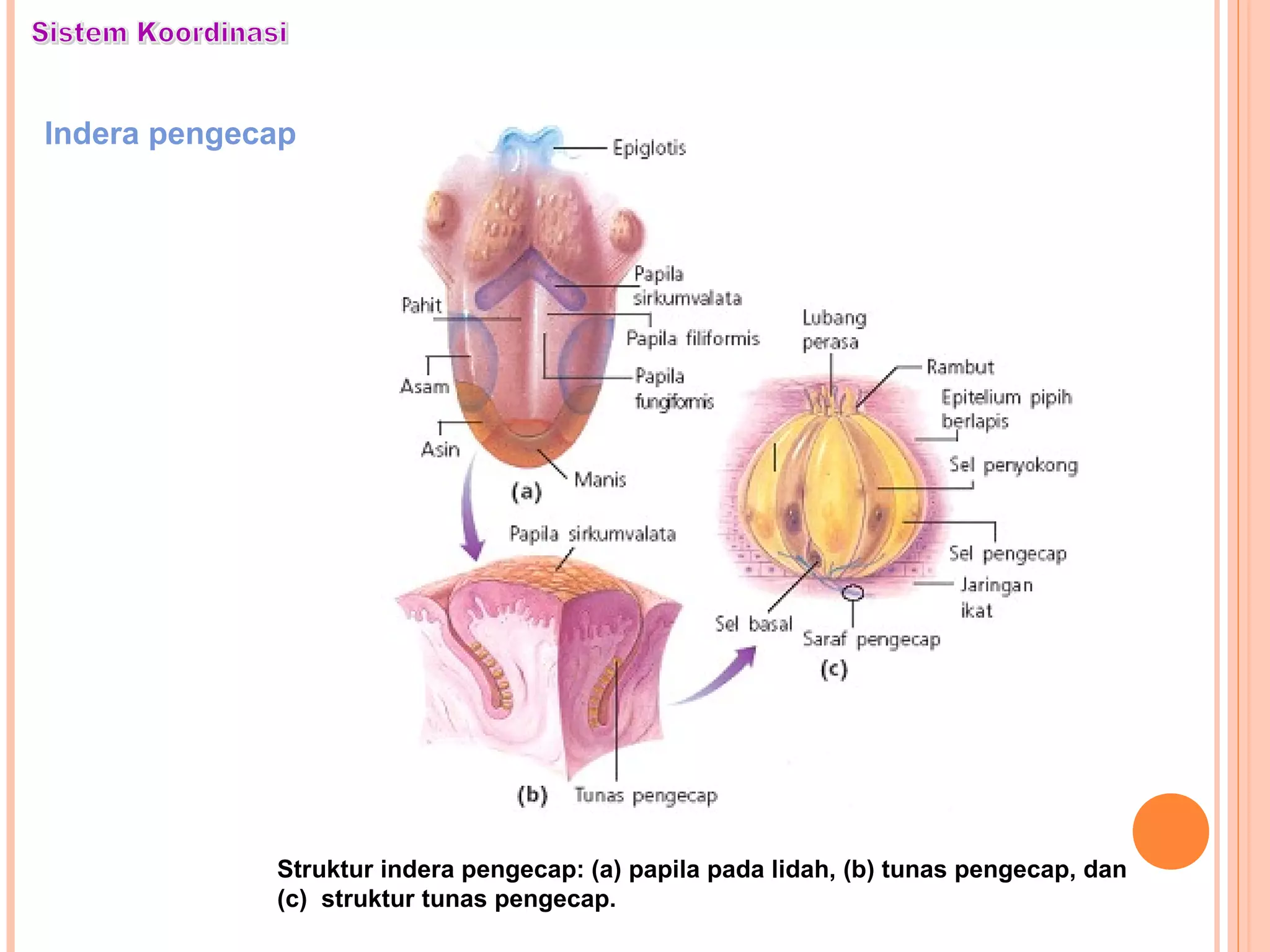 Indera pengecap
Struktur indera pengecap: (a) papila pada lidah, (b) tunas pengecap, dan
(c) struktur tunas pengecap.
 