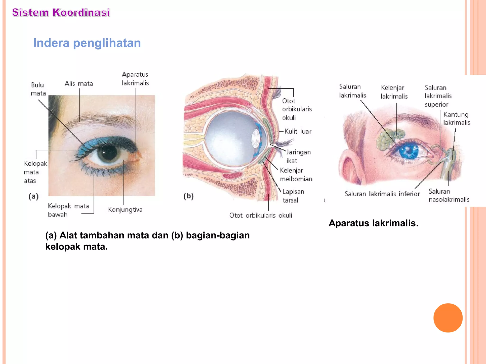 Indera penglihatan
(a) Alat tambahan mata dan (b) bagian-bagian
kelopak mata.
Aparatus lakrimalis.
 
