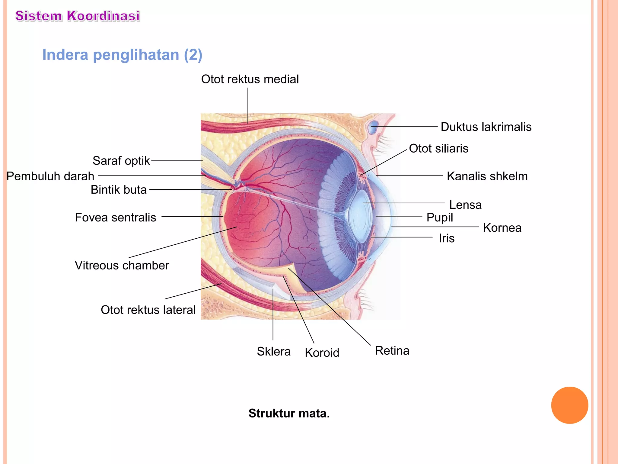 Indera penglihatan (2)
Struktur mata.
RetinaKoroidSklera
Iris
Kornea
Pupil
Lensa
Kanalis shkelm
Duktus lakrimalis
Otot rektus lateral
Vitreous chamber
Fovea sentralis
Bintik buta
Pembuluh darah
Saraf optik
Otot rektus medial
Otot siliaris
 