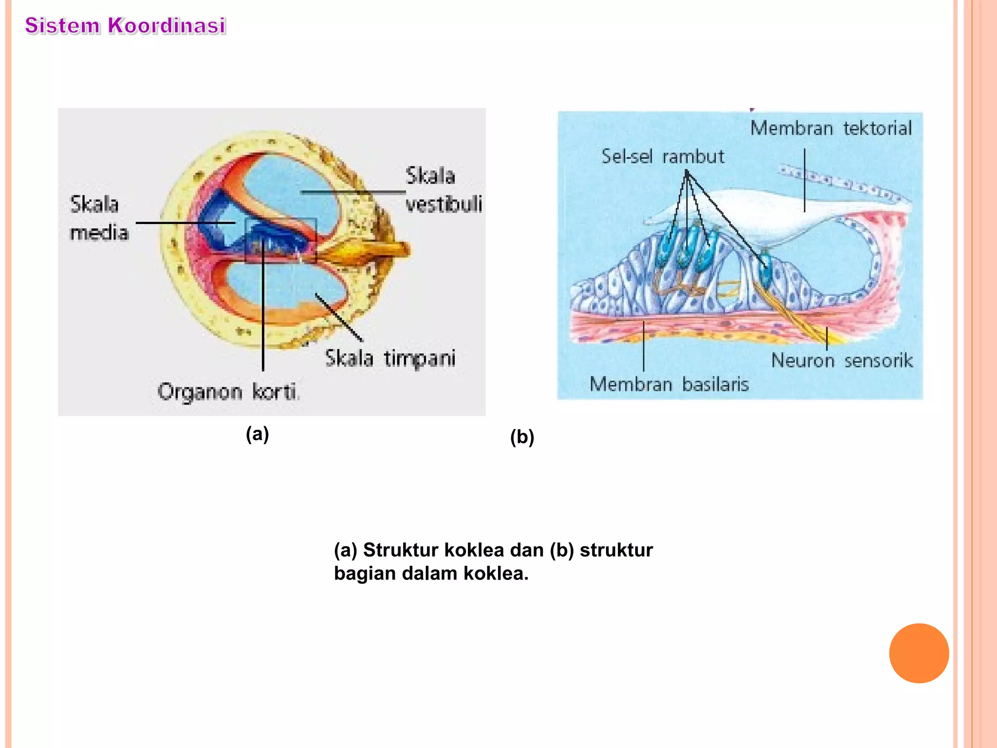 (a) Struktur koklea dan (b) struktur
bagian dalam koklea.
(a) (b)
 