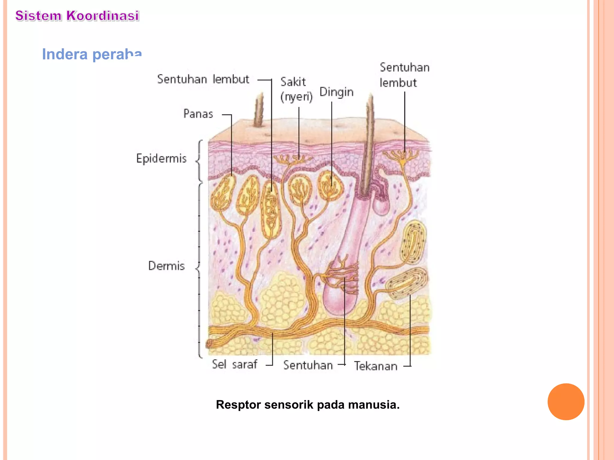 Indera peraba
Resptor sensorik pada manusia.
 