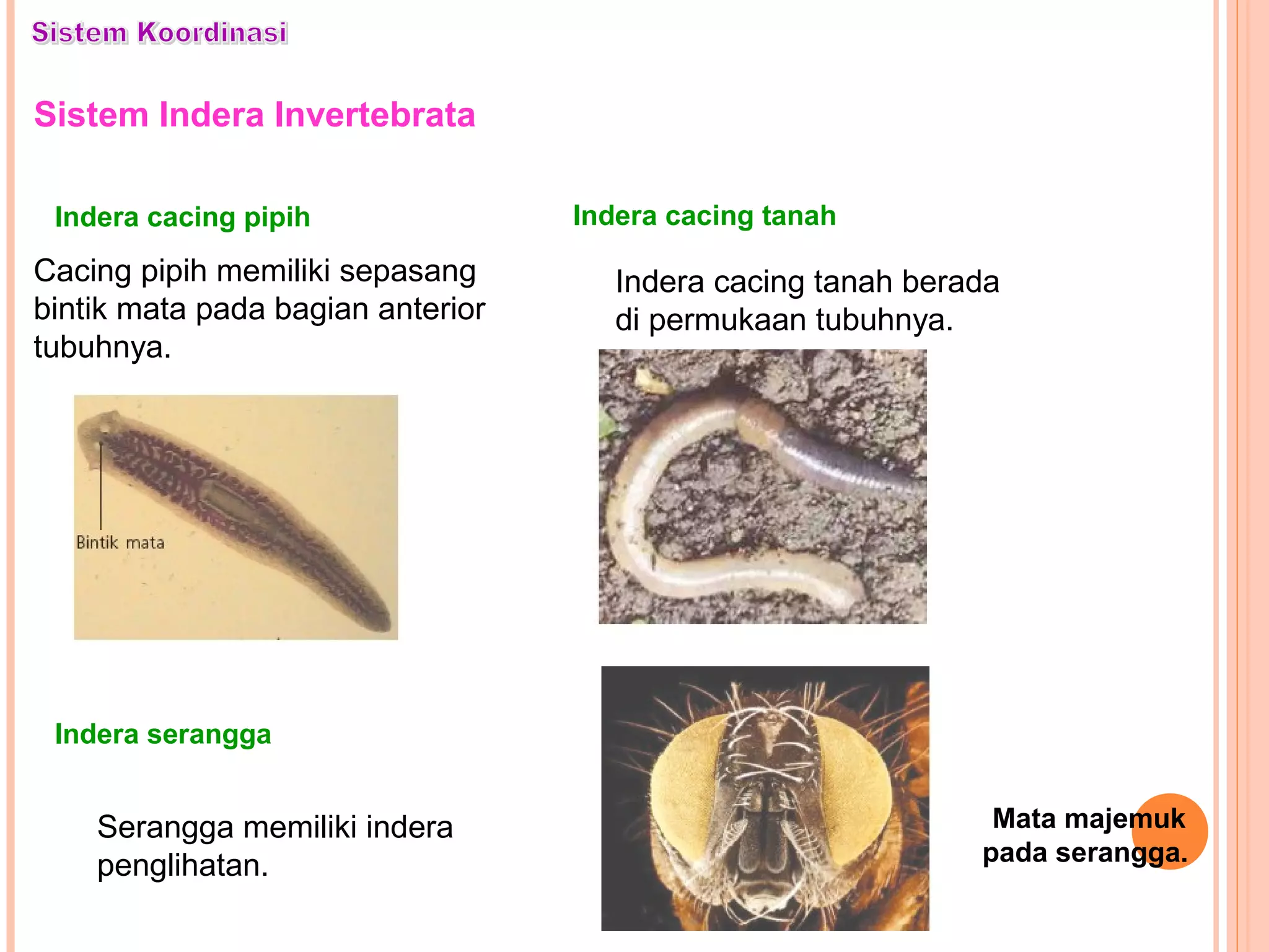 Sistem Indera Invertebrata
Cacing pipih memiliki sepasang
bintik mata pada bagian anterior
tubuhnya.
Indera cacing pipih
Indera cacing tanah berada
di permukaan tubuhnya.
Indera cacing tanah
Serangga memiliki indera
penglihatan.
Indera serangga
Mata majemuk
pada serangga.
 