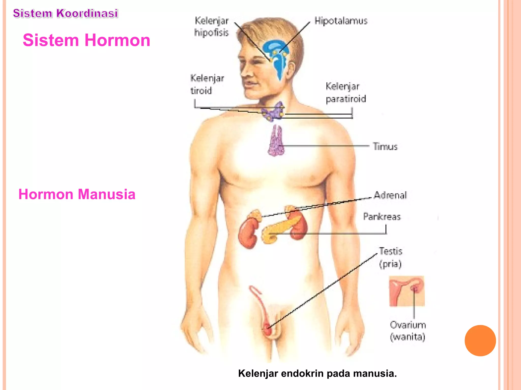 Hormon Manusia
Kelenjar endokrin pada manusia.
Sistem Hormon
 