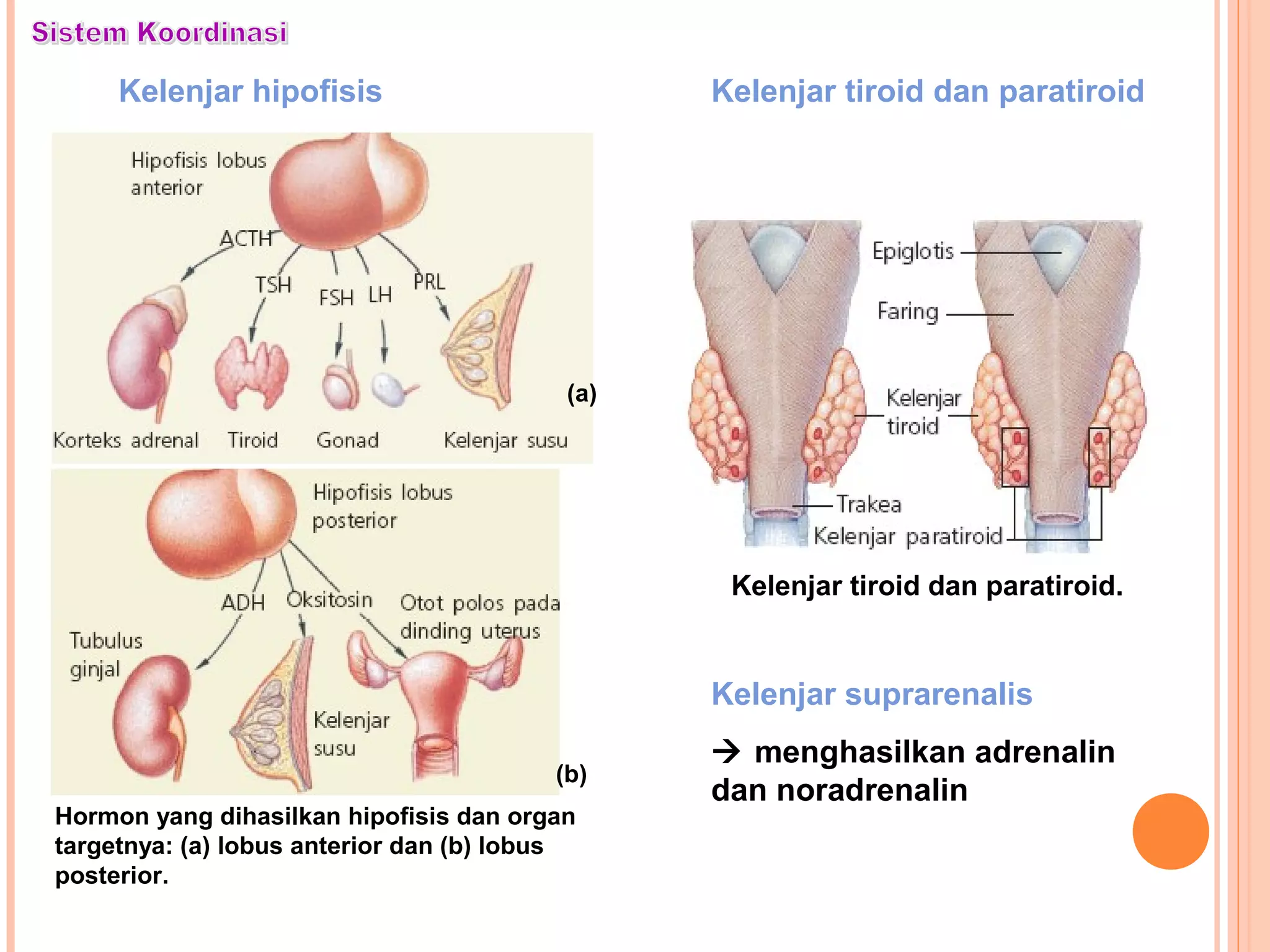 Kelenjar hipofisis
Hormon yang dihasilkan hipofisis dan organ
targetnya: (a) lobus anterior dan (b) lobus
posterior.
(a)
(b)
Kelenjar tiroid dan paratiroid
Kelenjar tiroid dan paratiroid.
Kelenjar suprarenalis
 menghasilkan adrenalin
dan noradrenalin
 