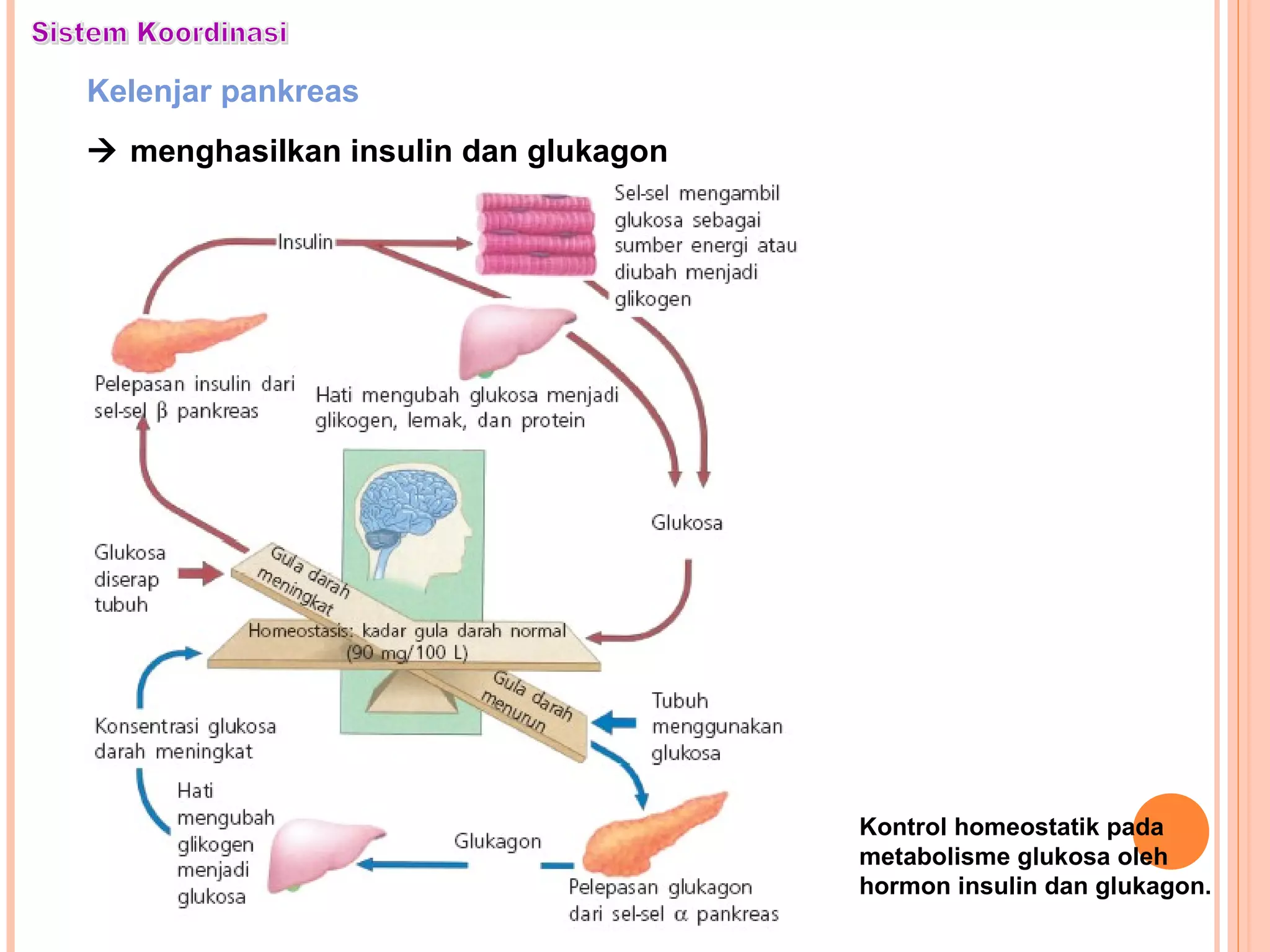 Kontrol homeostatik pada
metabolisme glukosa oleh
hormon insulin dan glukagon.
Kelenjar pankreas
 menghasilkan insulin dan glukagon
 