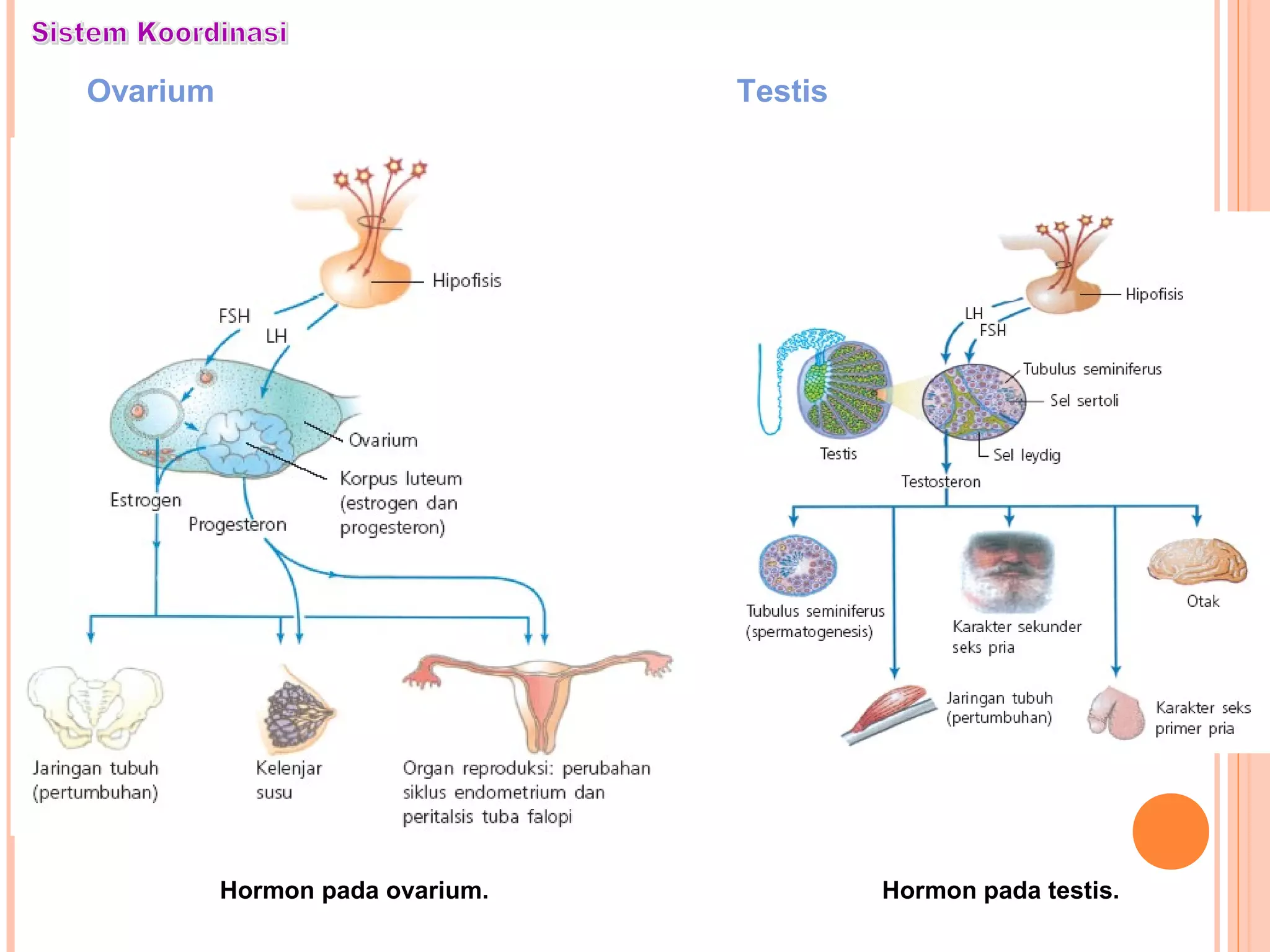 Ovarium
Hormon pada ovarium.
Testis
Hormon pada testis.
 
