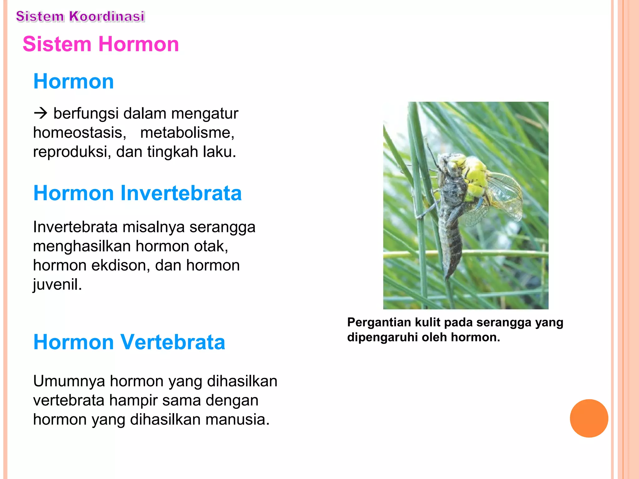 Sistem Hormon
Hormon Invertebrata
Invertebrata misalnya serangga
menghasilkan hormon otak,
hormon ekdison, dan hormon
juvenil.
Pergantian kulit pada serangga yang
dipengaruhi oleh hormon.
Hormon Vertebrata
Umumnya hormon yang dihasilkan
vertebrata hampir sama dengan
hormon yang dihasilkan manusia.
Hormon
 berfungsi dalam mengatur
homeostasis, metabolisme,
reproduksi, dan tingkah laku.
 