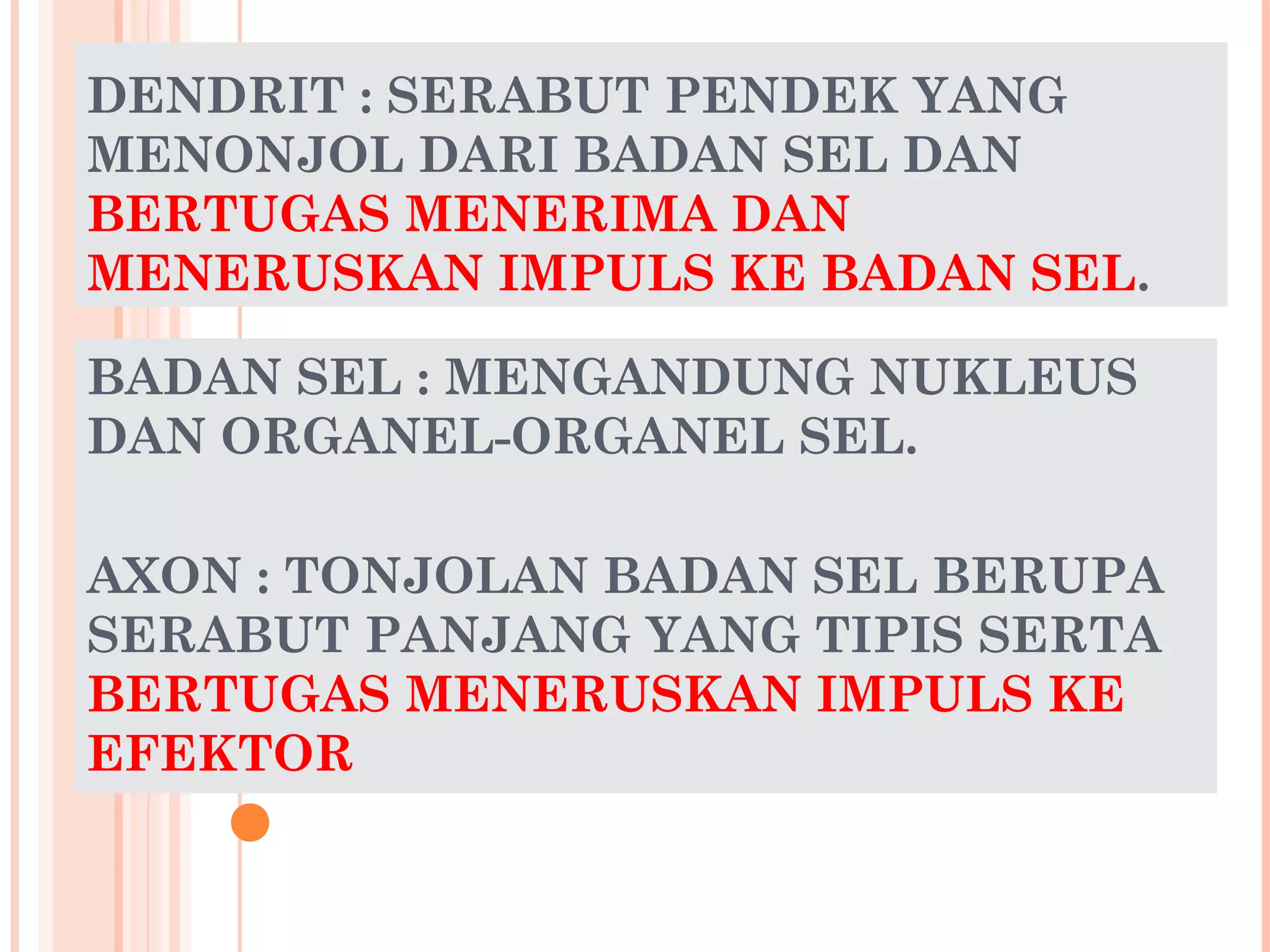 DENDRIT : SERABUT PENDEK YANG
MENONJOL DARI BADAN SEL DAN
BERTUGAS MENERIMA DAN
MENERUSKAN IMPULS KE BADAN SEL.
BADAN SEL : MENGANDUNG NUKLEUS
DAN ORGANEL-ORGANEL SEL.
AXON : TONJOLAN BADAN SEL BERUPA
SERABUT PANJANG YANG TIPIS SERTA
BERTUGAS MENERUSKAN IMPULS KE
EFEKTOR
 