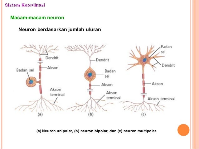 SYARAFHORMONINDRA