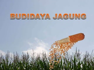 Syarat tumbuh jagung