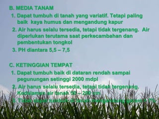B. MEDIA TANAM
1. Dapat tumbuh di tanah yang variatif. Tetapi paling
baik kaya humus dan mengandung kapur
2. Air harus selalu tersedia, tetapi tidak tergenang. Air
diperlukan terutama saat perkecambahan dan
pembentukan tongkol
3. PH diantara 5,5 – 7,5
C. KETINGGIAN TEMPAT
1. Dapat tumbuh baik di dataran rendah sampai
pegunungan setinggi 2000 mdpl
2. Air harus selalu tersedia, tetapi tidak tergenang.
Kedalaman air tanah 50 – 200 cm
3. Tidak dapat tumbuh di tanah mengandung garam > 7%
 