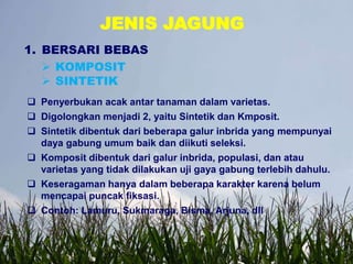 JENIS JAGUNG
1. BERSARI BEBAS
 KOMPOSIT
 SINTETIK
 Penyerbukan acak antar tanaman dalam varietas.
 Digolongkan menjadi 2, yaitu Sintetik dan Kmposit.
 Sintetik dibentuk dari beberapa galur inbrida yang mempunyai
daya gabung umum baik dan diikuti seleksi.
 Komposit dibentuk dari galur inbrida, populasi, dan atau
varietas yang tidak dilakukan uji gaya gabung terlebih dahulu.
 Keseragaman hanya dalam beberapa karakter karena belum
mencapai puncak fiksasi.
 Contoh: Lamuru, Sukmaraga, Bisma, Arjuna, dll
 