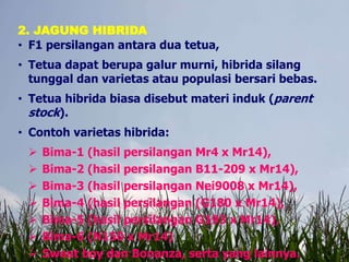2. JAGUNG HIBRIDA
• F1 persilangan antara dua tetua,
• Tetua dapat berupa galur murni, hibrida silang
tunggal dan varietas atau populasi bersari bebas.
• Tetua hibrida biasa disebut materi induk (parent
stock).
• Contoh varietas hibrida:
 Bima-1 (hasil persilangan Mr4 x Mr14),
 Bima-2 (hasil persilangan B11-209 x Mr14),
 Bima-3 (hasil persilangan Nei9008 x Mr14),
 Bima-4 (hasil persilangan (G180 x Mr14),
 Bima-5 (hasil persilangan G193 x Mr14),
 Bima-6 (N150 x Mr14)
 Sweet boy dan Bonanza, serta yang lainnya.
 