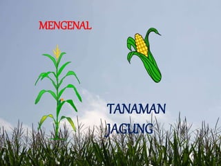 MENGENAL
TANAMAN
JAGUNG
 