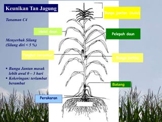 Bunga jantan (malai)
Pelepah daun
Helai daun
Bunga betina
Tongkol berambut
Keunikan Tan Jagung
Batang
Menyerbuk Silang
(Silang diri < 5 %)
 Bunga Jantan masak
lebih awal 0 – 3 hari
 Kekeringan: terlambat
berambut
Perakaran
Tanaman C4
 