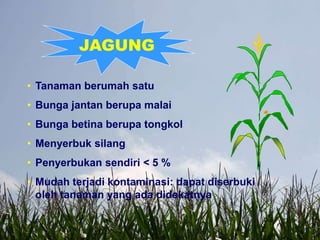 JAGUNG
• Tanaman berumah satu
• Bunga jantan berupa malai
• Bunga betina berupa tongkol
• Menyerbuk silang
• Penyerbukan sendiri < 5 %
• Mudah terjadi kontaminasi: dapat diserbuki
oleh tanaman yang ada didekatnya
 