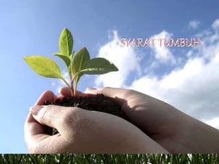 Syarat tumbuh jagung