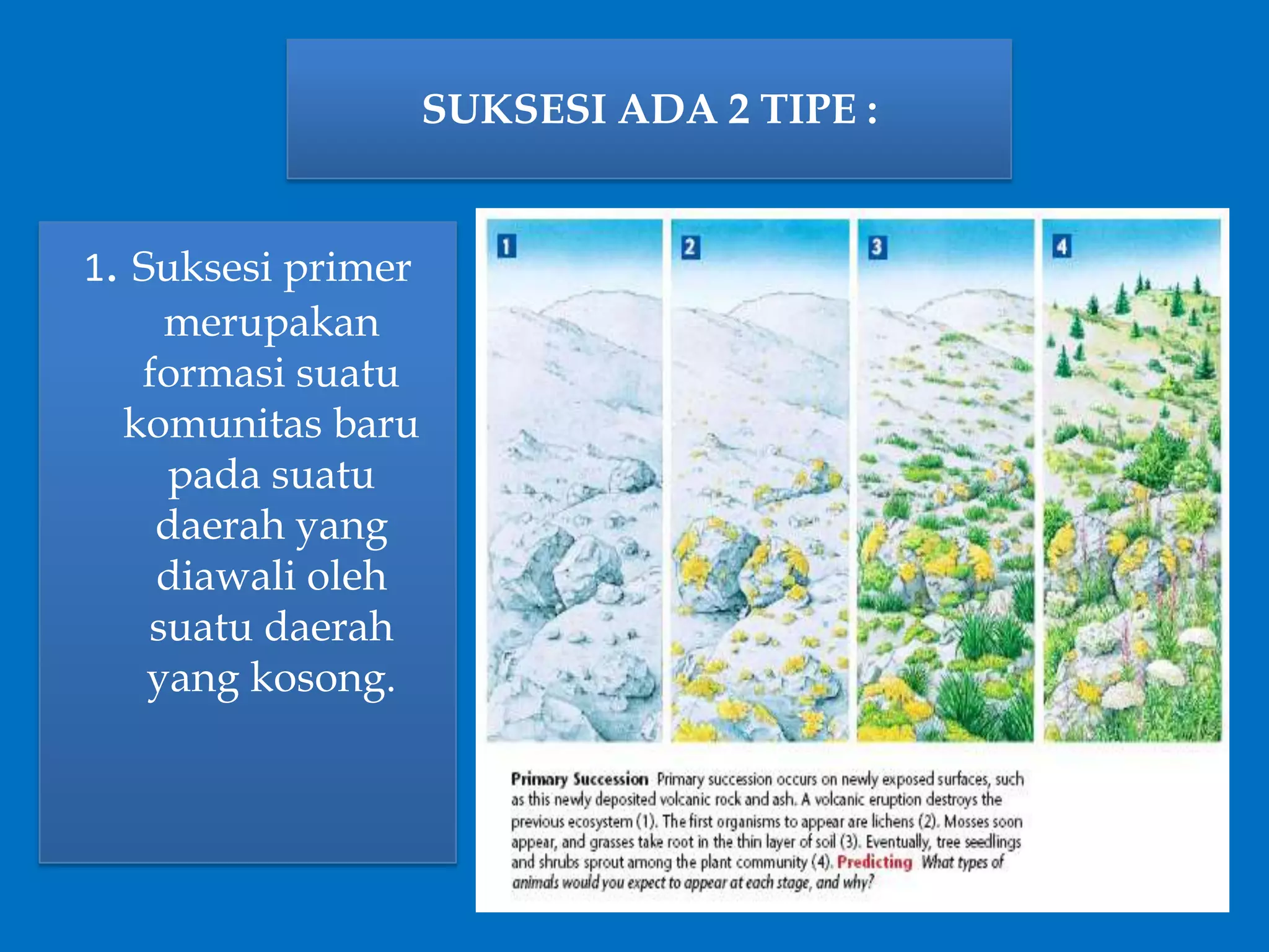SUKSESI ADA 2 TIPE :
1. Suksesi primer
merupakan
formasi suatu
komunitas baru
pada suatu
daerah yang
diawali oleh
suatu daerah
yang kosong.
 
