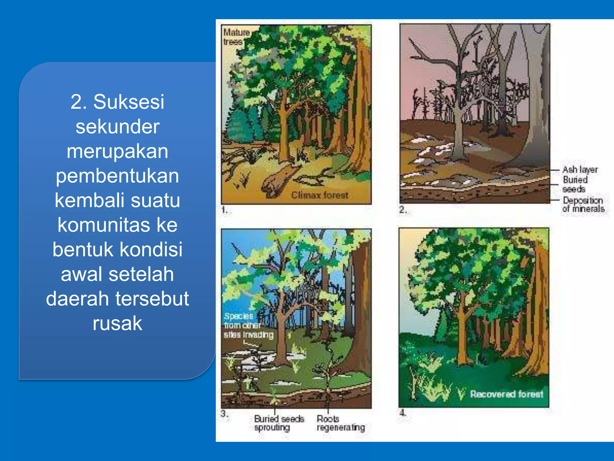 2. Suksesi
sekunder
merupakan
pembentukan
kembali suatu
komunitas ke
bentuk kondisi
awal setelah
daerah tersebut
rusak
 