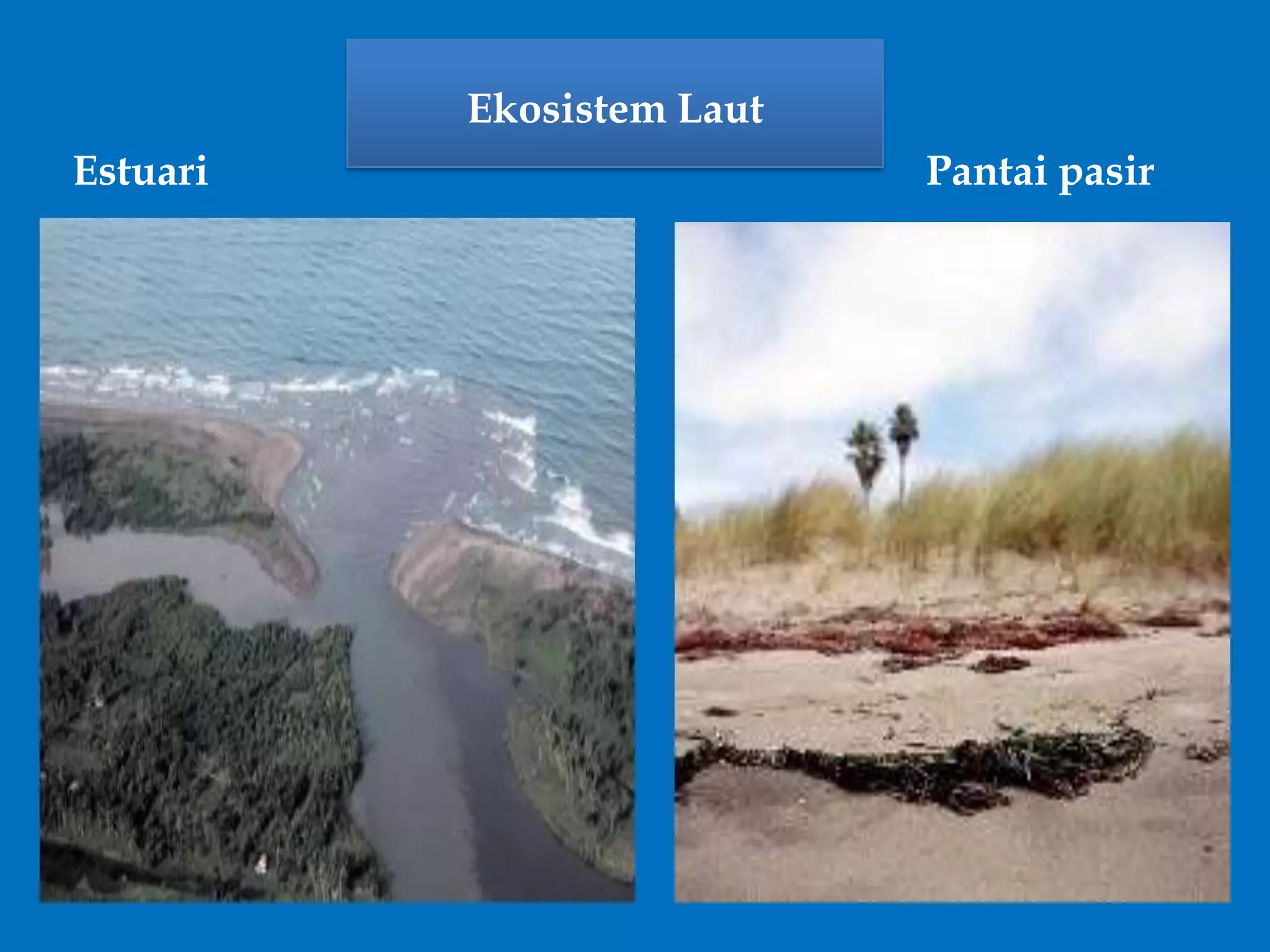 Ekosistem Laut
Estuari Pantai pasir
 