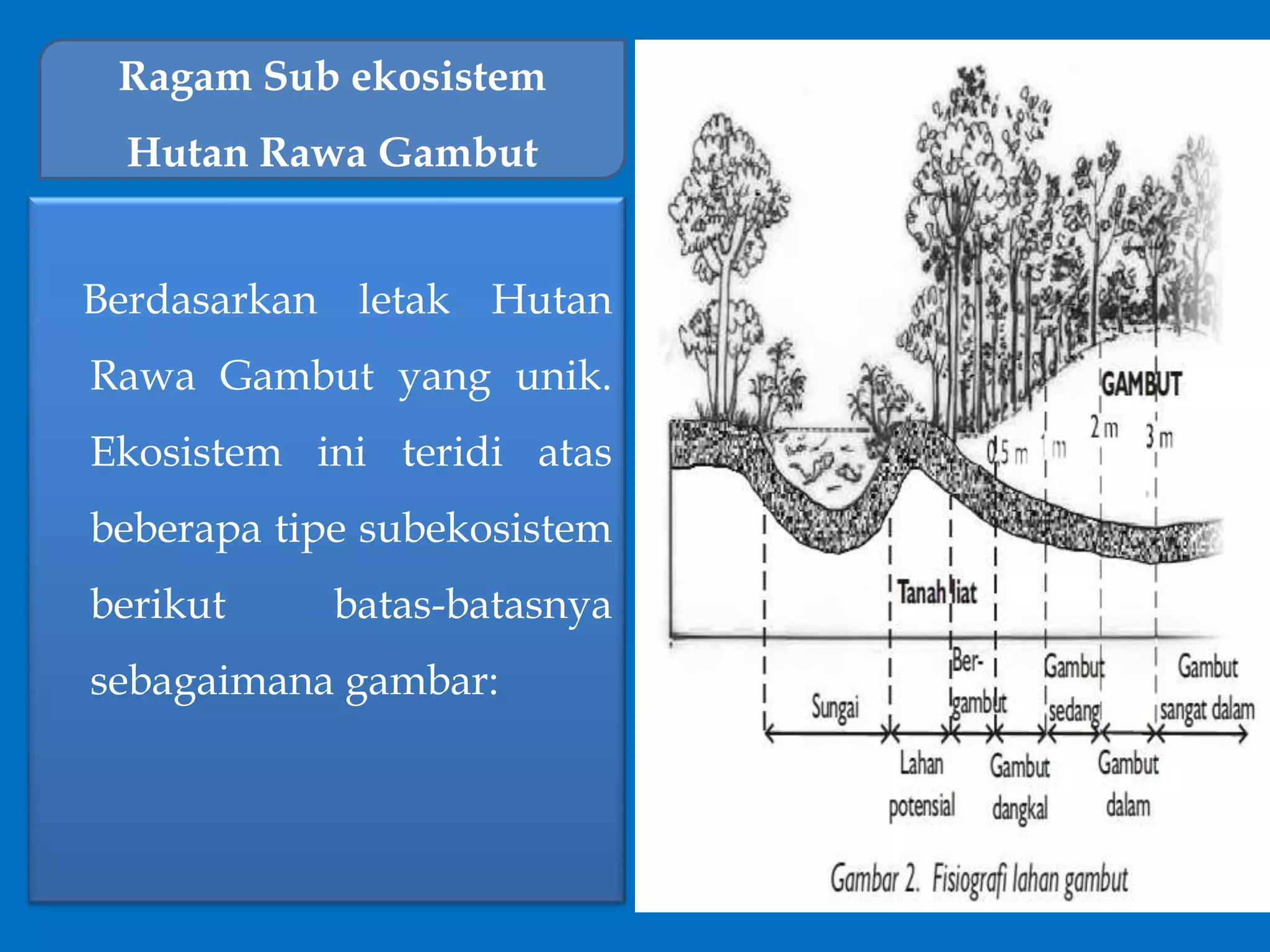 Berdasarkan letak Hutan
Rawa Gambut yang unik.
Ekosistem ini teridi atas
beberapa tipe subekosistem
berikut batas-batasnya
sebagaimana gambar:
Ragam Sub ekosistem
Hutan Rawa Gambut
 