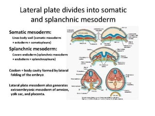 Coelom formation in protostomes and deuterostomes and types of coelom ...