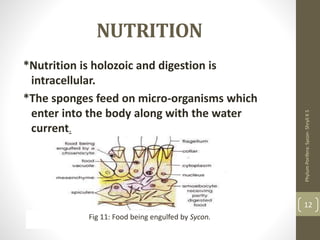 NUTRITION
*Nutrition is holozoic and digestion is
intracellular.
*The sponges feed on micro-organisms which
enter into the body along with the water
current.
Fig 11: Food being engulfed by Sycon.
Phylum
Porifera:
Sycon-
Shryli
K
S
12
 