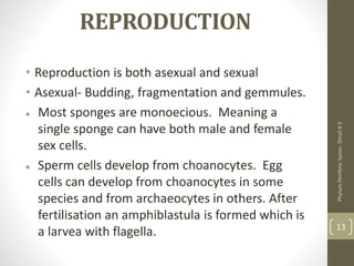 REPRODUCTION
• Reproduction is both asexual and sexual
• Asexual- Budding, fragmentation and gemmules.
 Most sponges are monoecious. Meaning a
single sponge can have both male and female
sex cells.
 Sperm cells develop from choanocytes. Egg
cells can develop from choanocytes in some
species and from archaeocytes in others. After
fertilisation an amphiblastula is formed which is
a larvea with flagella.
Phylum
Porifera:
Sycon-
Shryli
K
S
13
 