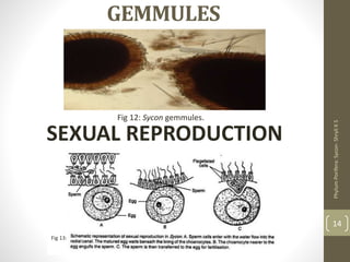 GEMMULES
SEXUAL REPRODUCTION
Phylum
Porifera:
Sycon-
Shryli
K
S
14
Fig 12: Sycon gemmules.
Fig 13:
 