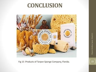 CONCLUSION
Phylum
Porifera:
Sycon-
Shryli
K
S
15
Fig 15 :Products of Tarpon Sponge Company, Florida.
 