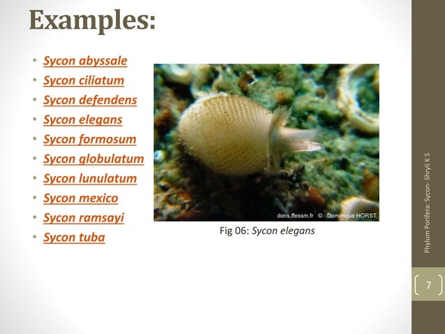 Phylum Porifera - Sycon | PPTX | Biological Sciences | Science