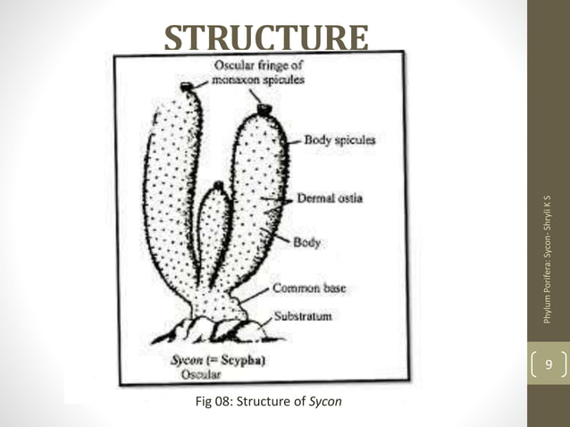 Phylum Porifera - Sycon | PPTX | Biological Sciences | Science