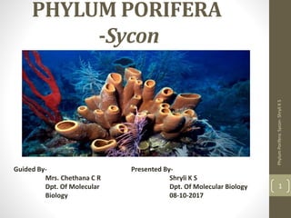 PHYLUM PORIFERA
-Sycon
Phylum
Porifera:
Sycon-
Shryli
K
S
1
Presented By-
Shryli K S
Dpt. Of Molecular Biology
08-10-2017
Guided By-
Mrs. Chethana C R
Dpt. Of Molecular
Biology
 