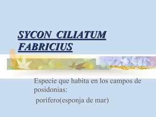 SYCON CILIATUM
FABRICIUS


  Especie que habita en los campos de
  posidonias:
  porífero(esponja de mar)