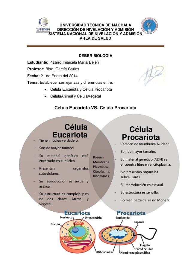 Semejanzas y Diferencias entre Células