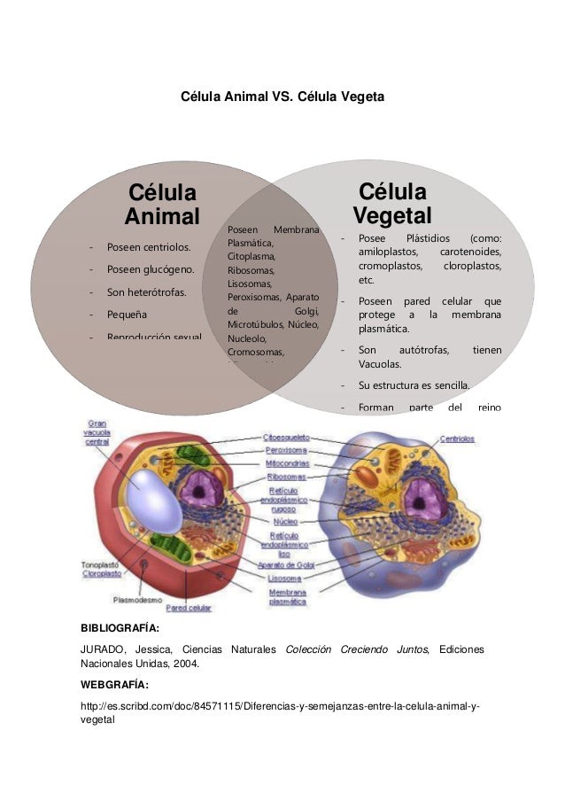 Semejanzas y Diferencias entre Células