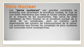 Poro Nuclear


Los "poros nucleares" son grandes complejos de
proteínas que atraviesan la envoltura nuclear, la cual es
una doble membrana que rodea al núcleo celular, presente
en la mayoría de los eucariontes. Hay cerca de 2000
Complejos de Poro Nuclear en la envoltura nuclear de la
célula de un vertebrado, pero su número varía
dependiendo del número de transcripciones de la célula.
Las proteínas que forman los complejos de poro nucleares
son conocidas como nucleoporinas.

 