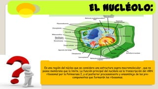 El nucléolo:

Es una región del núcleo que se considera una estructura supra-macromolecular , que no
posee membrana que lo limite. La función principal del nucléolo es la transcripción del ARN
ribosomal por la Polimerasa I, y el posterior procesamiento y ensamblaje de los precomponentes que formarán los ribosomas.

 
