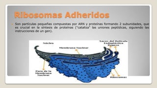 Ribosomas Adheridos


Son partículas pequeñas compuestas por ARN y proteínas formando 2 subunidades, que
es crucial en la síntesis de proteínas ("cataliza" las uniones peptídicas, siguiendo las
instrucciones de un gen).

 