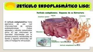 Retículo Endoplasmático Liso:

El retículo endoplasmático tiene
apariencia
de
una
red
interconectada
de
sistema
endomembranoso
(tubos
aplanados y sáculos comunicados
entre sí) que intervienen en
funciones relacionadas con la
síntesis proteica, metabolismo de
lípidos y algunos esteroides, así
como el transporte intracelular.

 