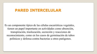 PARED INTERCELULAR

Es un componente típico de las células eucarióticas vegetales,
tienen un papel importante en actividades como absorción,
transpiración, traslocación, secreción y reacciones de
reconocimiento, como en los casos de germinación de tubos
polínicos y defensa contra bacterias u otros patógenos.

 