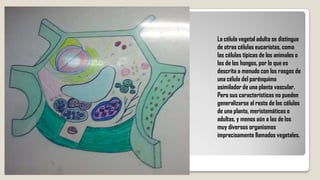 La célula vegetal adulta se distingue
de otras células eucariotas, como
las células típicas de los animales o
las de los hongos, por lo que es
descrita a menudo con los rasgos de
una célula del parénquima
asimilador de una planta vascular.
Pero sus características no pueden
generalizarse al resto de las células
de una planta, meristemáticas o
adultas, y menos aún a las de los
muy diversos organismos
imprecisamente llamados vegetales.

 