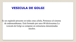 VESICULA DE GOLGI

Es un orgánulo presente en todas estas célula, Pertenece al sistema
de endomembranas. Está formado por unos 80 dictiosomas.La
vesicula de Golgi se compone en estructuras denominadas
sáculos.

 