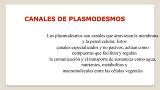 CANALES DE PLASMODESMOS
Los plasmodesmos son canales que atraviesan la membrana
y la pared celular. Estos
canales especializados y no pasivos, actúan como
compuertas que facilitan y regulan
la comunicación y el transporte de sustancias como agua,
nutrientes, metabolitos y
macromoléculas entre las células vegetales

 