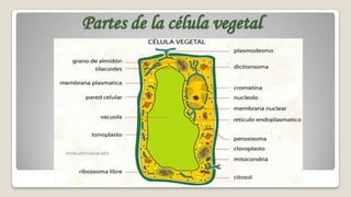 Partes de la célula vegetal

 
