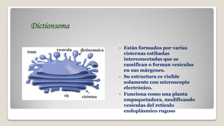 Dictionsoma






Están formados por varias
cisternas estibadas
interconectadas que se
ramifican o forman vesículas
en sus márgenes.
Su estructura es visible
solamente con microscopio
electrónico.
Funciona como una planta
empaquetadora, modificando
vesículas del retículo
endoplásmico rugoso

 