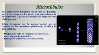 Microtúbulos
Son estructuras tubulares de 25 nm de diámetro
que se originan en los centros organizadores de
microtúbulos y que se extienden a lo largo de todo
el citoplasma.
Están formados por la polimerización de un
Dímero de dos proteínas globulares, la alfa y la
beta tubilina.
• Desplazamiento de vesículas de secreción.
• movimiento de orgánulos.
• transporte intracelular de sustancias.

 