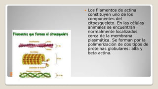 

FILAMENTOS

Los filamentos de actina
constituyen uno de los
componentes del
citoesqueleto. En las células
animales se encuentran
normalmente localizados
cerca de la membrana
plasmática. Se forman por la
polimerización de dos tipos de
proteínas globulares: alfa y
beta actina.

 